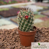 Mammillaria microhelia