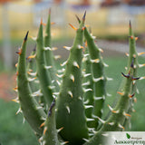 Aloe melanacantha