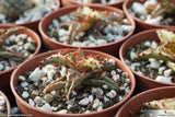 Aloe castilloniae