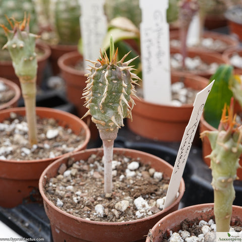 Euphorbia viguieri