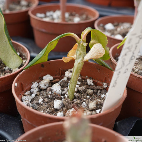 Euphorbia lophogona