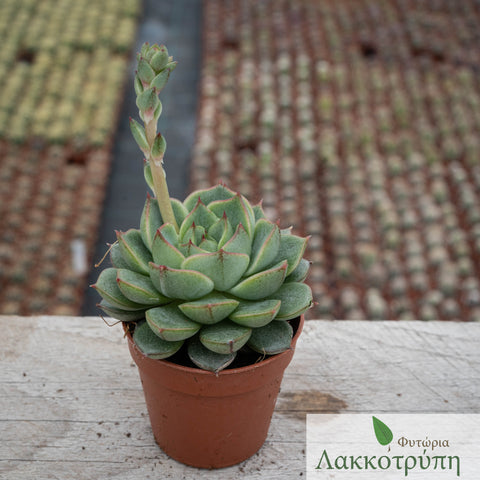 Echeveria fabiola