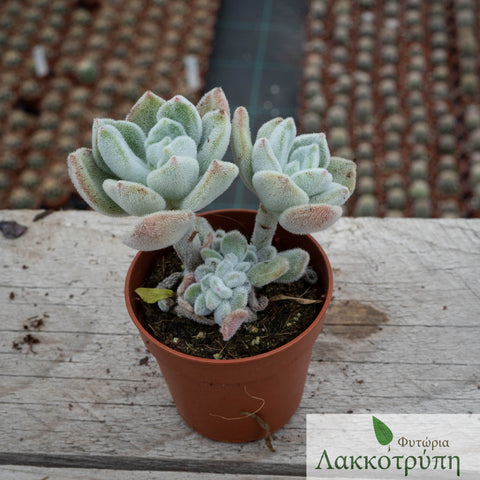 Echeveria nova