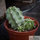 Echinocereus triglochidiatus inermis