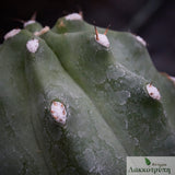 Echinocereus triglochidiatus inermis