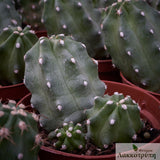 Echinocereus triglochidiatus inermis