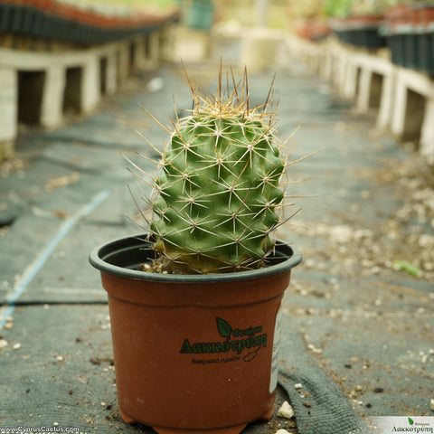 Echinocereus engelmannii fasciculatus