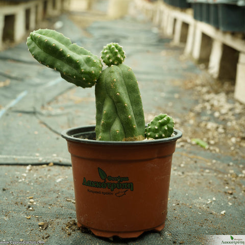 Echinocereus scheeri gentryi