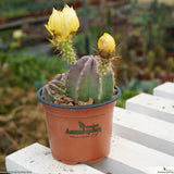 Echinocereus subinermis