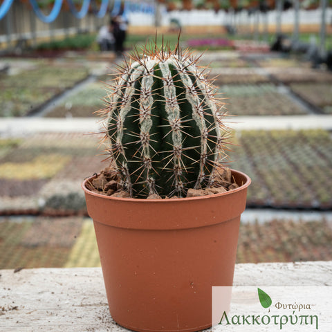 Echinopsis hakujo