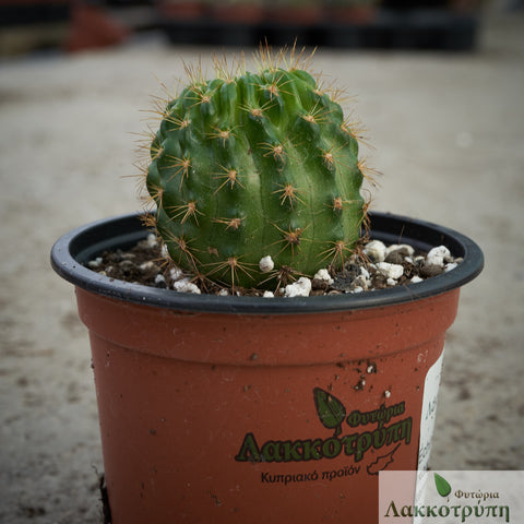Echinopsis mamillosa kermesina
