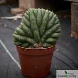 Cereus pachanoi crestata