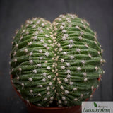 Echinopsis eyriesii cristata