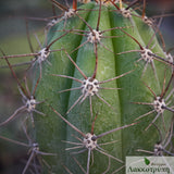 Echinopsis tacaquirensis