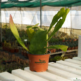 Epiphylum sp.