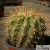 Eriosyce chilensis