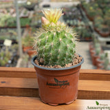 Eriosyce chilensis