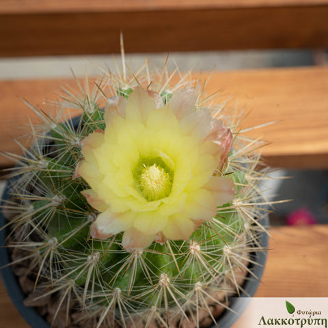 Eriosyce chilensis