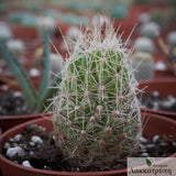 Escobaria sp.