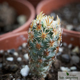 Escobaria minima