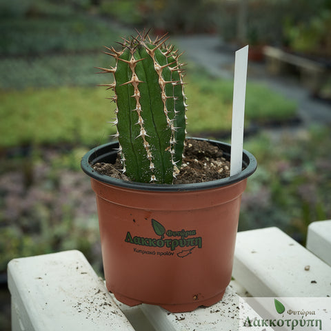 Euphorbia echinus