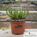 Euphorbia pugniformis