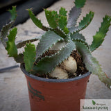 Euphorbia stellata