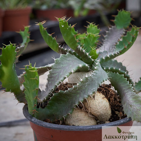 Euphorbia stellata