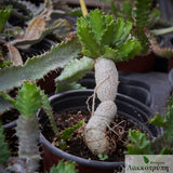 Euphorbia stellata