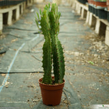 Euphorbia trigona