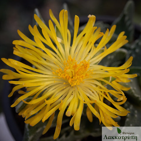 Faucaria tigrina