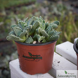 Faucaria tigrina