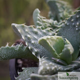 Faucaria tigrina