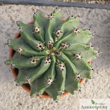 Ferrocactus horridus brevispinus