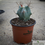 Echinocactus ingens