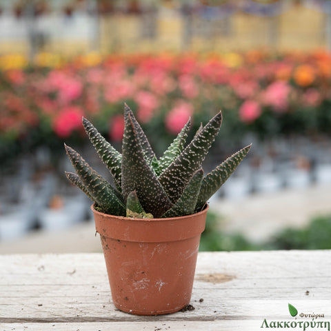 Gasteraloe x