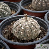 Gymnocalycium ragonesei