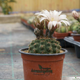 Gymnocalycium quehlianum