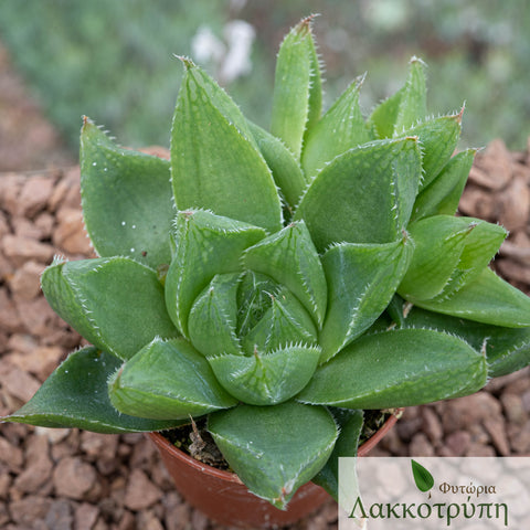 Haworthia marumiana