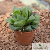 Haworthia retusa