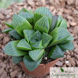 Haworthia retusa