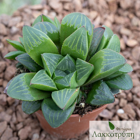 Haworthia retusa