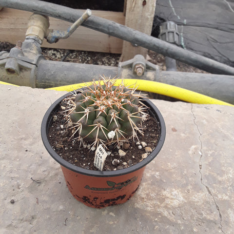 Discocactus spinosior