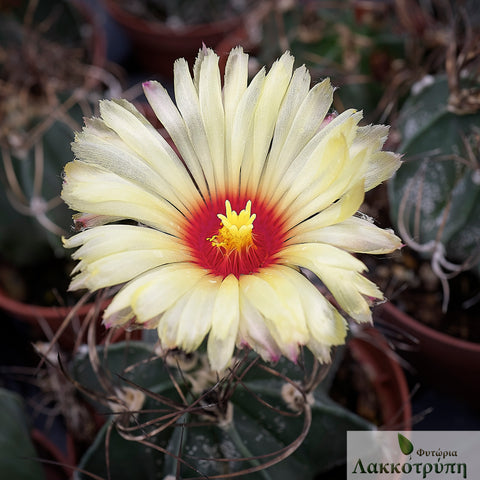 Astrophytum capricorne