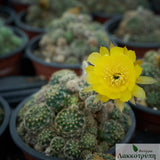 Echinopsis ancistrophora arachnacantha