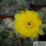 Echinopsis ancistrophora arachnacantha