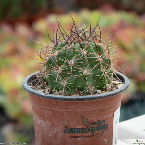 Lobivia rosarioana