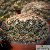 Mammillaria heyderi