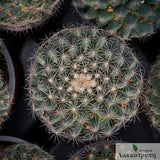 Mammillaria heyderi