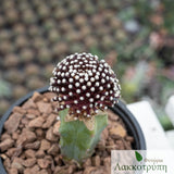 Mammillaria luethyi